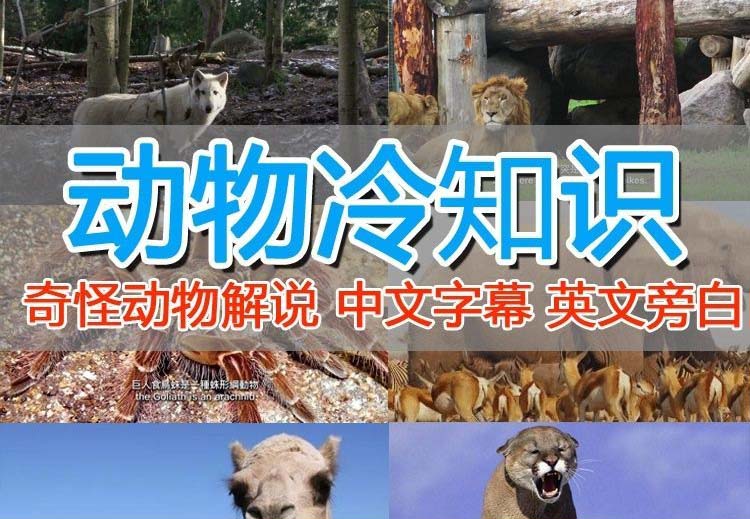 (6312期)外面卖1699的国外纪录片解说(动物解说、美食、动画片)稳过中视频