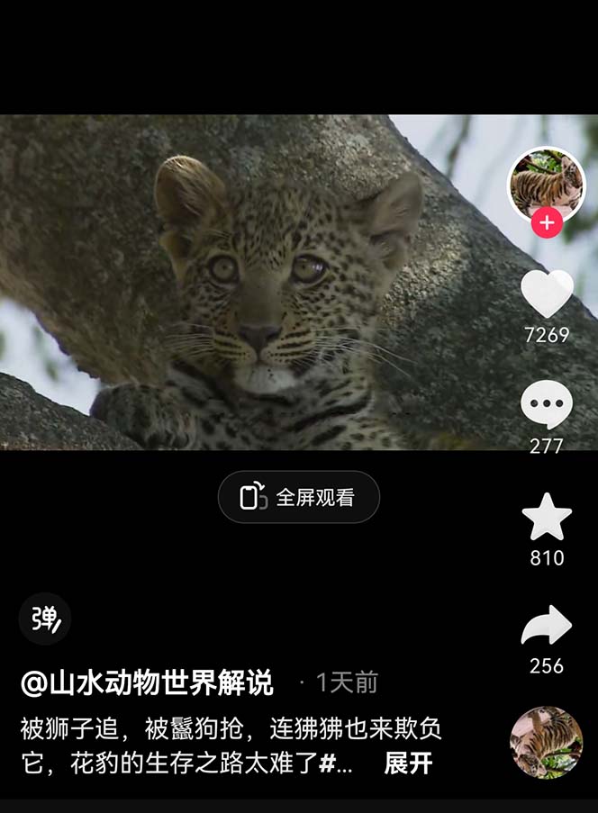(6312期)外面卖1699的国外纪录片解说(动物解说、美食、动画片)稳过中视频